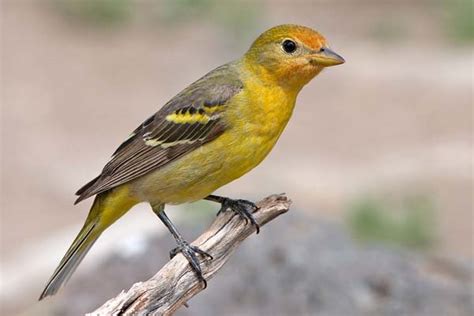 Western Tanager | Coniferous Forest