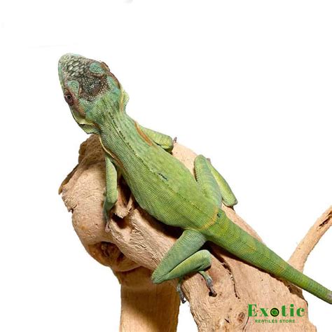 Smallwood’s Anole - Exotic Reptiles Store