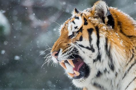 Tiger Roar Teeth, HD Animals, 4k Wallpapers, Images, Backgrounds ...