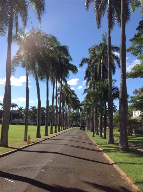 Palm Circle in HI Aloha, Palm, Sidewalk, Circle, Side Walkway, Walkway ...