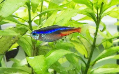 Neon Tetra Disease: A Complete Guide - AquariumNexus