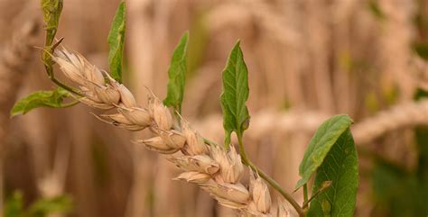 Wheat and Weeds, Let Them Grow Together – Prairiewoods Franciscan Spirituality Center