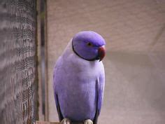 7 Indian purple ringneck ideas | parrot, beautiful birds, pet birds