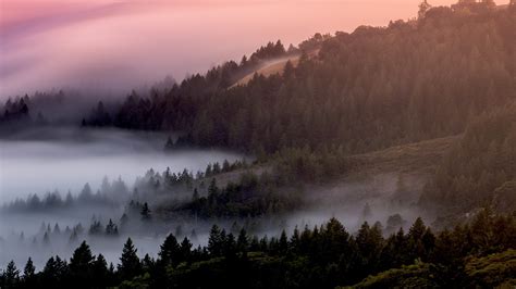 Forest Wallpaper 4K, Foggy, Mist, Pine trees