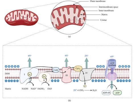 Structure of mitochondria and electron transport chains (ETC). (A ...