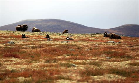 Dovrefjell, Norway | Switchback Travel