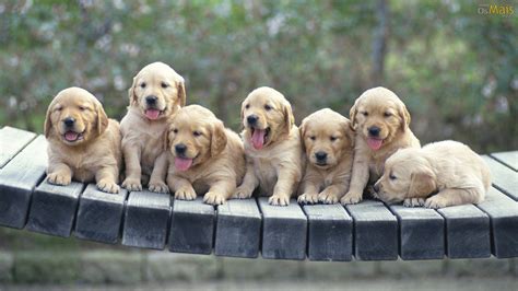 Fotos De Filhotes De Cachorros