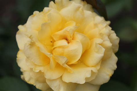 Flower from the National Cathedral garden in Washington DC | Flowers ...