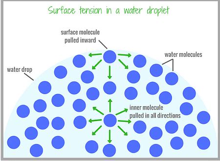 Surface Tension: Causes, Examples and Dimensions