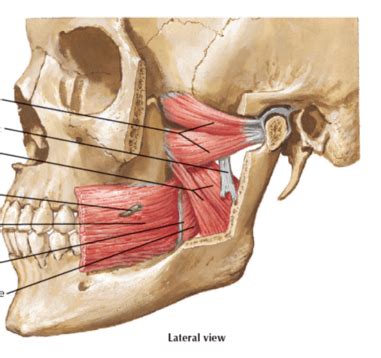 Muscles Of The Jaw Diagram