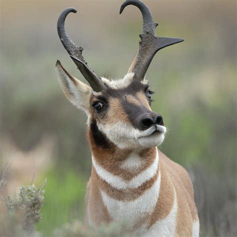 Pronghorn Buck Showing Territorial Photograph by Maresa Pryor