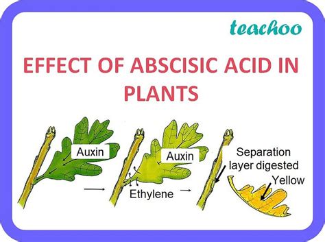 [Class 10] What are plant hormones and write their functions - Teachoo