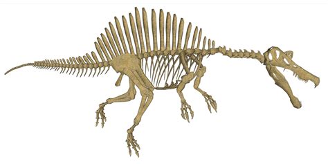 Edit free photo of Spinosaurus,skeleton,reconstruction,isolated,white - needpix.com