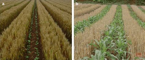 Pictorial view of a cotton as relay crop in wheat and b maize as relay ...