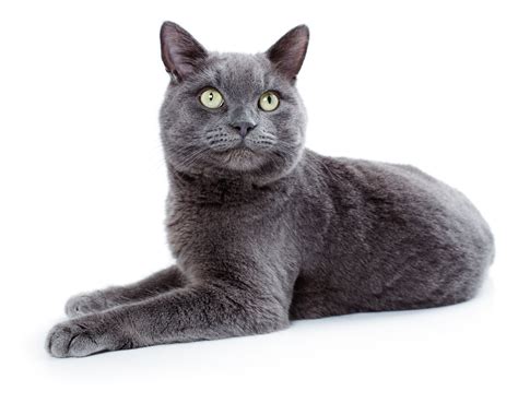 Korat Cat Breed (History, Grooming, Features & More)