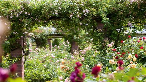 The best fragrant roses: 10 scented varieties for a garden | Homes ...