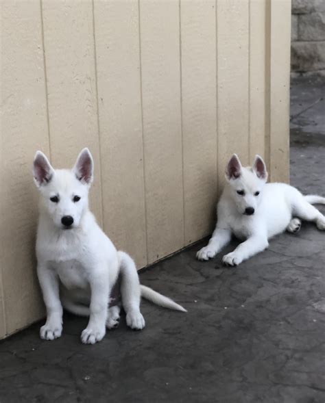 23+ German Shepherd Husky Mix Puppy For Sale Near Me - l2sanpiero