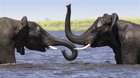 animals, Elephant, Lakes, Water, Wet, Play, Tusk, Africa Wallpapers HD / Desktop and Mobile ...