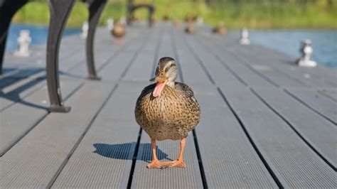 Why Does a Duck's Quack Not Echo at All or Does It?