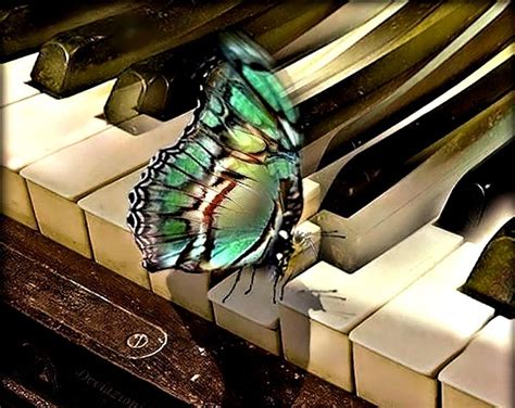 Butterfly on Piano, Piano, pretty, Butterfly, HD wallpaper | Peakpx