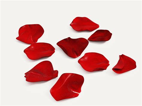 Rose Petals Photo, Great Rose Petals, 1200x900, #9545