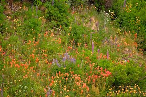 Wildflower Medley | Western Canada Road Trip, Section 7: Int… | Flickr