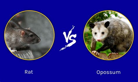 Rat vs Opossum: What Are The Differences? - A-Z Animals