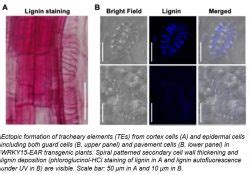 Formation of xylem vessels: Role of a WRKY transcription factor | Plantae