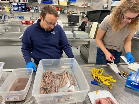 Casting a (long) line to the twilight zone food web – Woods Hole Oceanographic Institution