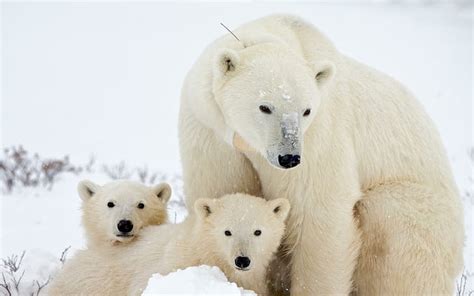 HD wallpaper: Bear with its cubs, polar bear with 2 polar bear cubs ...