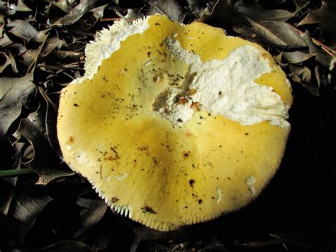 Common Yellow Russula