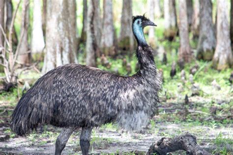 21 Wild Animals in Tasmania [Wildlife in Tasmania] - Kevmrc