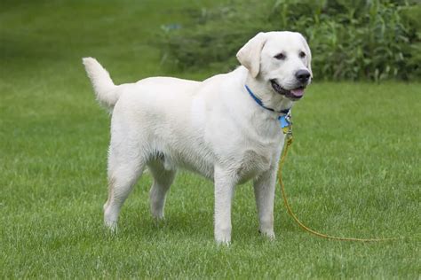 White Labrador Retrievers – The Secret Behind Their Color