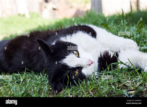 Black cat with white paws Stock Photo - Alamy