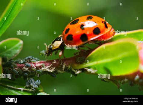 Ladybug eating aphids on a garden, plant Stock Photo - Alamy