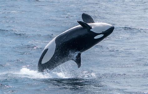 Breaching Killer Whale Monterey Bay 4 Photograph by Randy Straka - Fine Art America