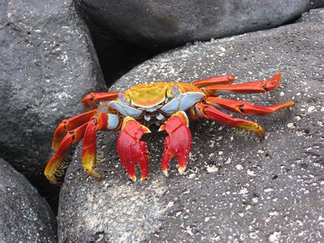 File:Sally lightfoot crab 2a.jpg - Wikipedia