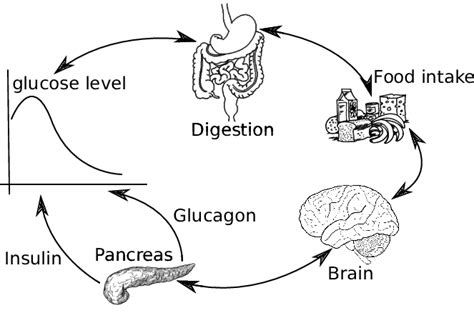 Glucose metabolism | Download Scientific Diagram