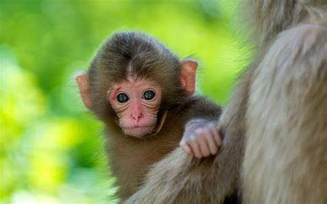 🔥 [67+] Baby Monkey Wallpapers | WallpaperSafari