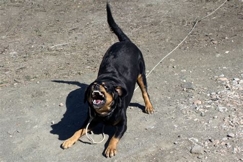 Are Rottweilers Dangerous? The Surprising Truth About Rotties