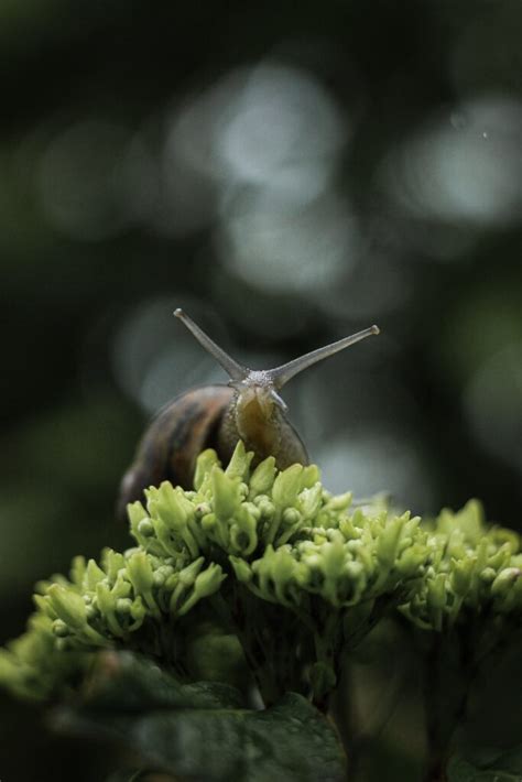 How To Take Care of a Snail and Why They Make Great Pets - Snail Facts and Information