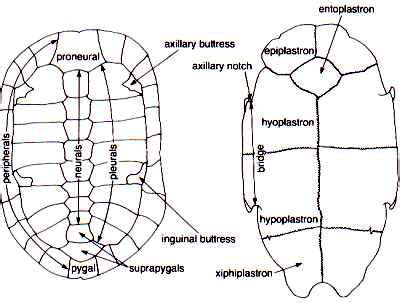 Turtle Anatomy Diagram - General Wiring Diagram