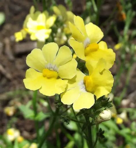 Nemesia (Nemesia) – A to Z Flowers