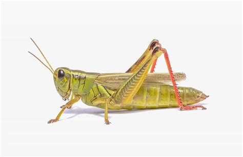 Grasshoppers, silkworms, giant cicadas are a good source of antioxidants -- if you eat them