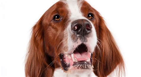 Irish Red and White Setter Dog Breed Information - American Kennel Club