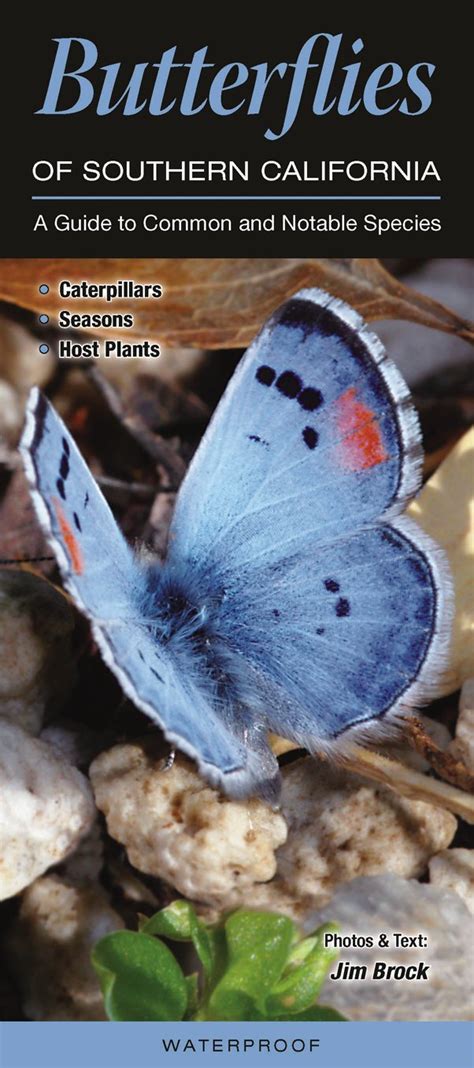 Butterflies of Southern California: A Guide to Common & Notable Species ...