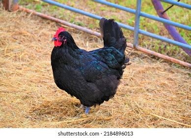 Fall Farm Animals Ranch Stock Photo 2184896013 | Shutterstock