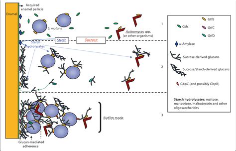 Figure 2 from Biology of Streptococcus mutans-Derived Glucosyltransferases: Role in ...