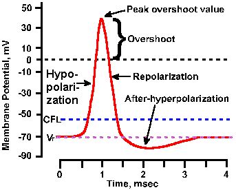 Chapter 3b - Properties of Excitable Membranes: Spikes