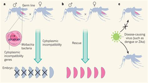 Wolbachia Genes For Combating Zika - UNAM Global